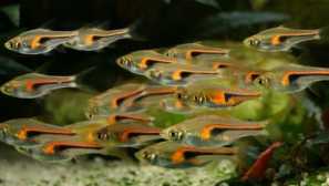 Rolls: zobrazení, obsah, foto, kompatibilita, tření, video, popis